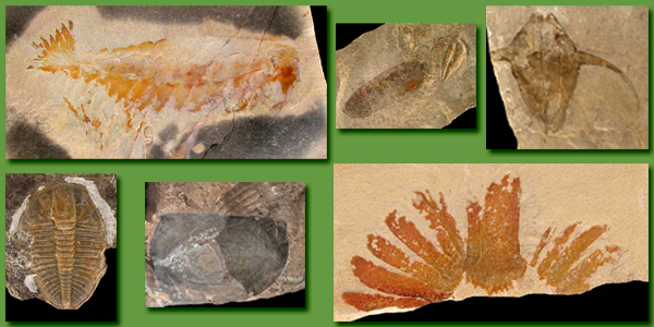 Sample of Fossils