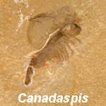 Canadaspis