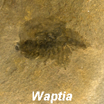 Waptia